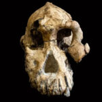 3.8-Million-Year-Old Skull Shows What Our Ancestors Really Looked Like