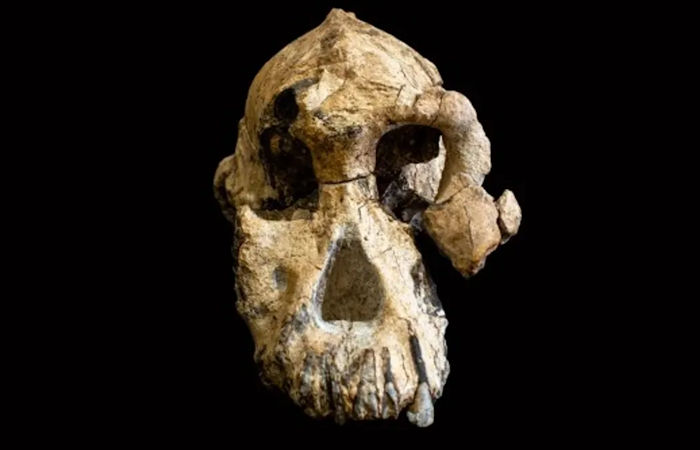 Facial Reconstruction Of 3.8-Million-Year-Old Skull Shows What Our Ancestors Really Looked Like